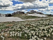 83  Baita di Monte Campo tra distese di Crocus vernus...senza sole